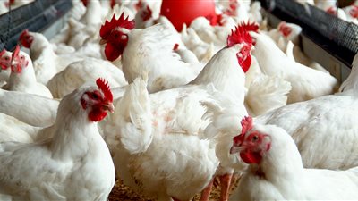 أسعار الدواجن اليوم.. و«البيضاء» بـ27 جنيهًا