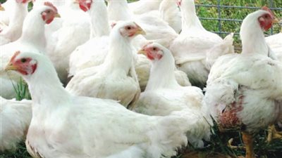 «الإسماعيلية للدواجن» تنفي مصادرة أموال مساهم رئيسي