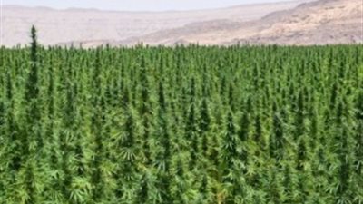 بالصور.. إبادة 56 فدانًا من النباتات المخدرة وضبط 36 طن بانجو بجنوب سيناء