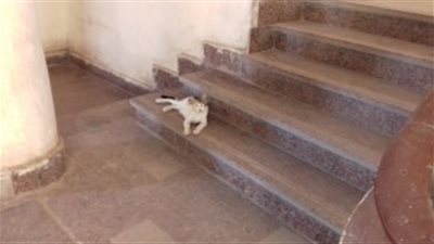 بالصور.. «تربية بني سويف» مأوى للقطط والكلاب