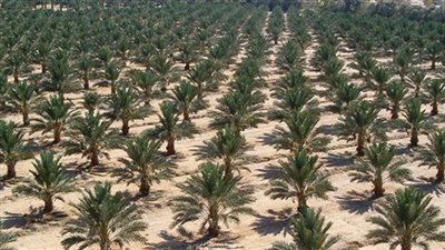 زراعة الوادى الجديد: 2 مليون نخلة بالمحافظة