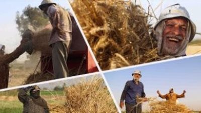 «التموين» تبدأ اليوم استلام القمح من المزارعين بسعر600 جنيه