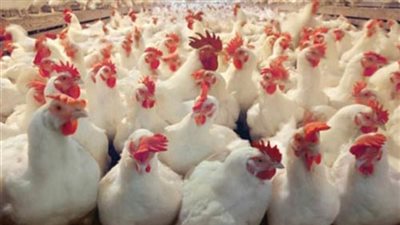 استقرار أسعار الدواجن اليوم.. «البيضاء» بـ27،50 جنيه