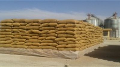 توريد 20 ألف طن «قمح» بصوامع «الغربية» و«الأقصر»
