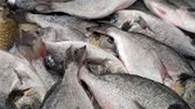 أسعار الأسماك اليوم.. «البلطى» بـ23 جنيها للكيلو 