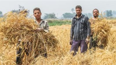 التموين: ارتفاع معدلات توريد القمح المحلى لـ1.150 مليون طن 