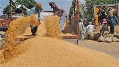 توريد 202 ألف طن من محصول القمح بالدقهلية