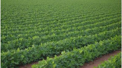 تخصيص 2500 فدان بجنوب القنطرة شرق لشباب الإسماعيلية