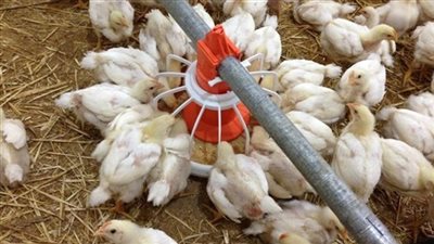 كيلو الدجاج الأبيض يسجل 30 جنيها وكرتونة البيض بـ36 في الأسواق