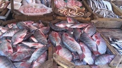 تراجع أسعار الأسماك.. والبلطي يسجل 17.50 جنيها