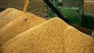 توريد 117 ألف و677 طن قمح إلى الشون والصوامع باسيوط