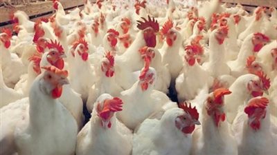  كيلو الدواجن يسجل 29 جنيها بالأسواق