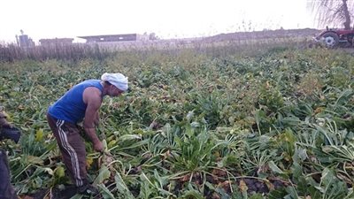 الزراعة: لا زيادة فى أسعار أسمدة المحاصيل الصيفية وتوفير 970 ألف طن بالجمعيات