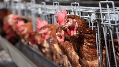 استقرار أسعار الدواجن واللحوم.. و37 جنيهًا للبيض