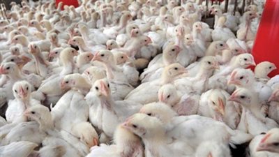 أسعار الدواجن اليوم 1-10-2018.. والكيلو بـ28 جنيها